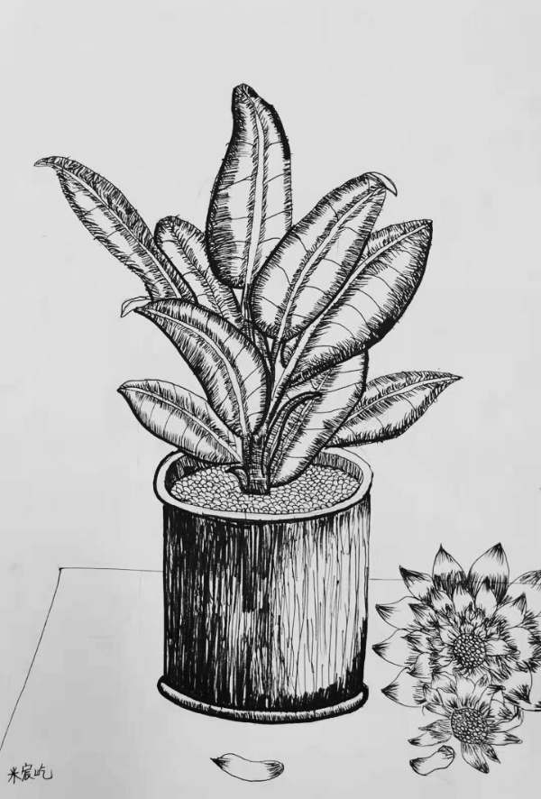 植物线描